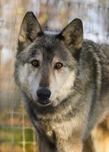 Load image into Gallery viewer, Small Flat Magnet