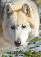 Load image into Gallery viewer, Small Flat Magnet