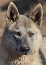 Load image into Gallery viewer, Small Flat Magnet