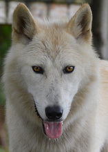 Load image into Gallery viewer, Small Flat Magnet