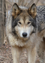 Load image into Gallery viewer, Small Flat Magnet