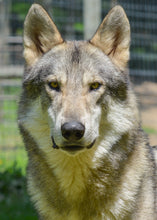 Load image into Gallery viewer, Small Flat Magnet