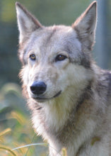 Load image into Gallery viewer, Small Flat Magnet