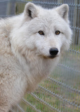 Load image into Gallery viewer, Small Flat Magnet