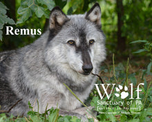 Load image into Gallery viewer, Puzzle