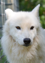 Load image into Gallery viewer, Small Flat Magnet