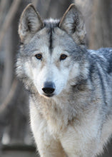 Load image into Gallery viewer, Small Flat Magnet