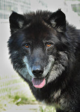 Load image into Gallery viewer, Small Flat Magnet