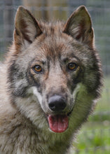 Load image into Gallery viewer, Small Flat Magnet