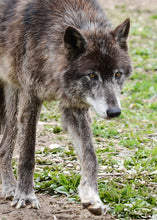 Load image into Gallery viewer, Small Flat Magnet