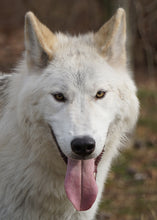 Load image into Gallery viewer, Small Flat Magnet