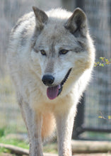 Load image into Gallery viewer, Small Flat Magnet