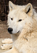 Load image into Gallery viewer, Small Flat Magnet