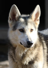 Load image into Gallery viewer, Small Flat Magnet