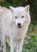 Load image into Gallery viewer, Small Flat Magnet