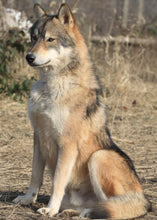 Load image into Gallery viewer, Small Flat Magnet