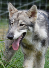 Load image into Gallery viewer, Small Flat Magnet