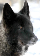 Load image into Gallery viewer, Small Flat Magnet