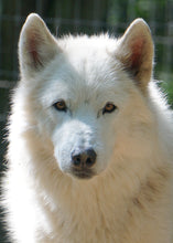 Load image into Gallery viewer, Small Flat Magnet