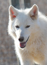 Load image into Gallery viewer, Small Flat Magnet