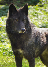 Load image into Gallery viewer, Small Flat Magnet