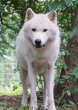 Load image into Gallery viewer, Small Flat Magnet