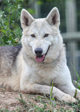 Load image into Gallery viewer, Small Flat Magnet