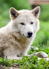 Load image into Gallery viewer, Small Flat Magnet