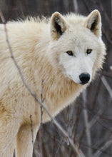 Load image into Gallery viewer, Small Flat Magnet