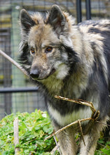 Load image into Gallery viewer, Small Flat Magnet