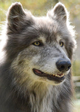 Load image into Gallery viewer, Small Flat Magnet
