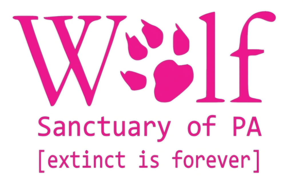 Decal - Fiery Pink