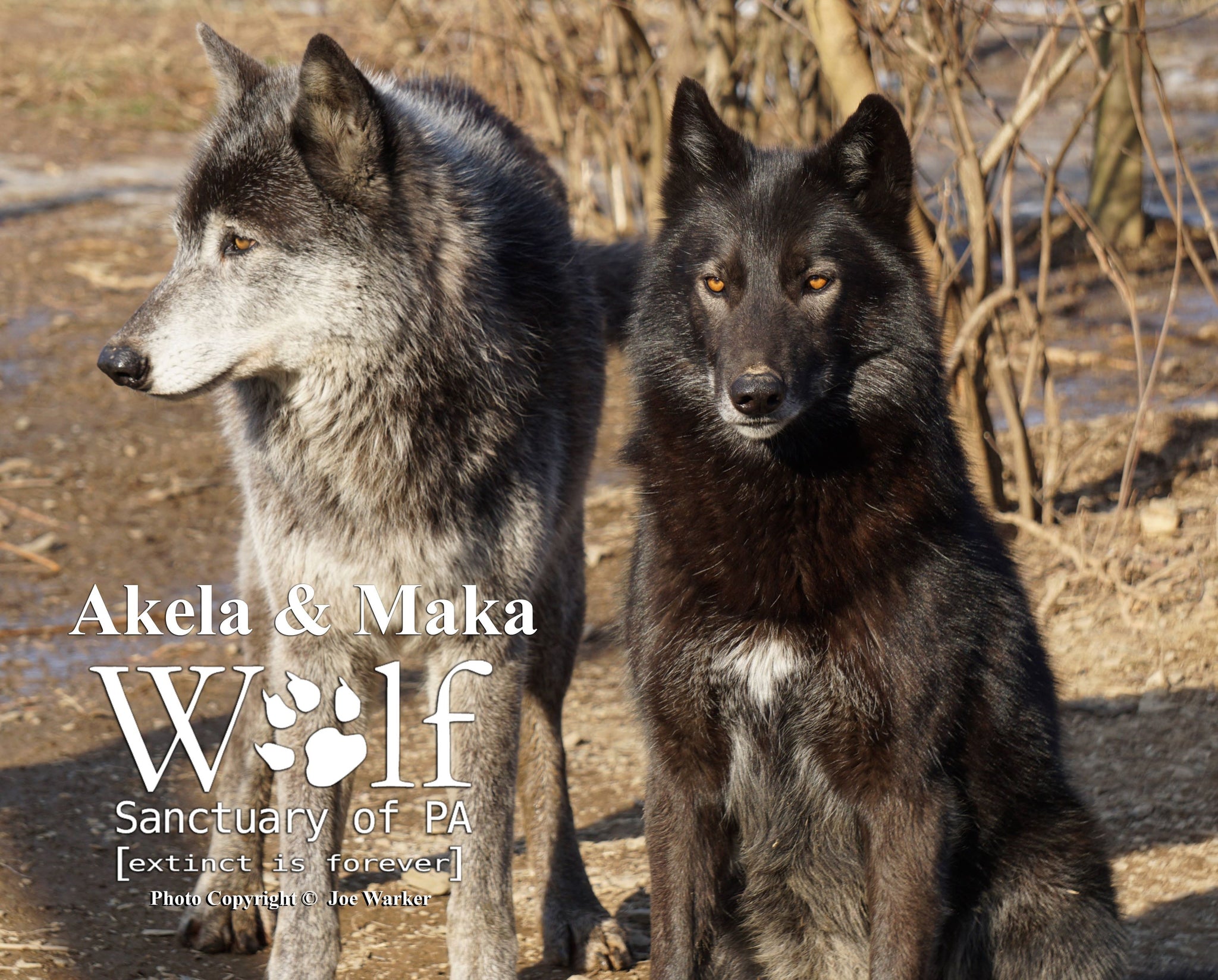 Pa Wolves Puzzle – Wolf Sanctuary of PA