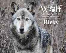 Load image into Gallery viewer, Puzzle
