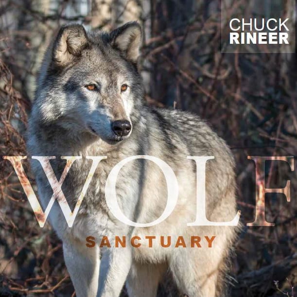 Wolf Sanctuary by Chuck Rineer