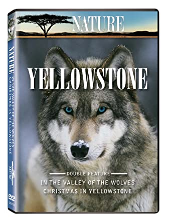 DVD Yellowstone